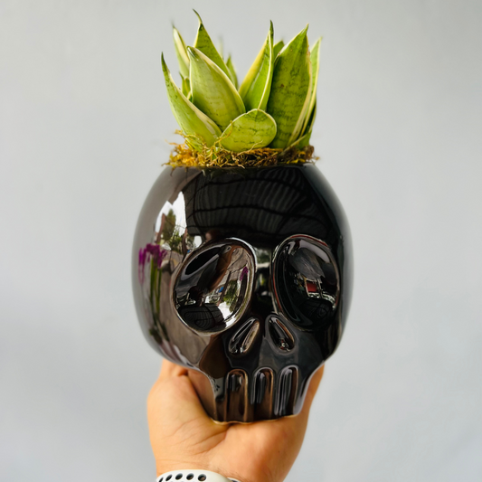 Maceta negra de cerámica esmaltada Scream Esmalte Negro para decoración de Halloween