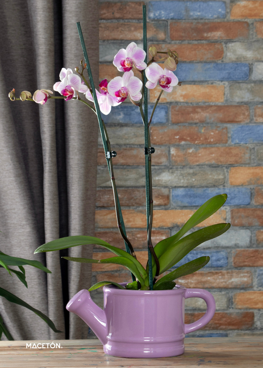 Paquete 12 Regadera Redonda Mediana