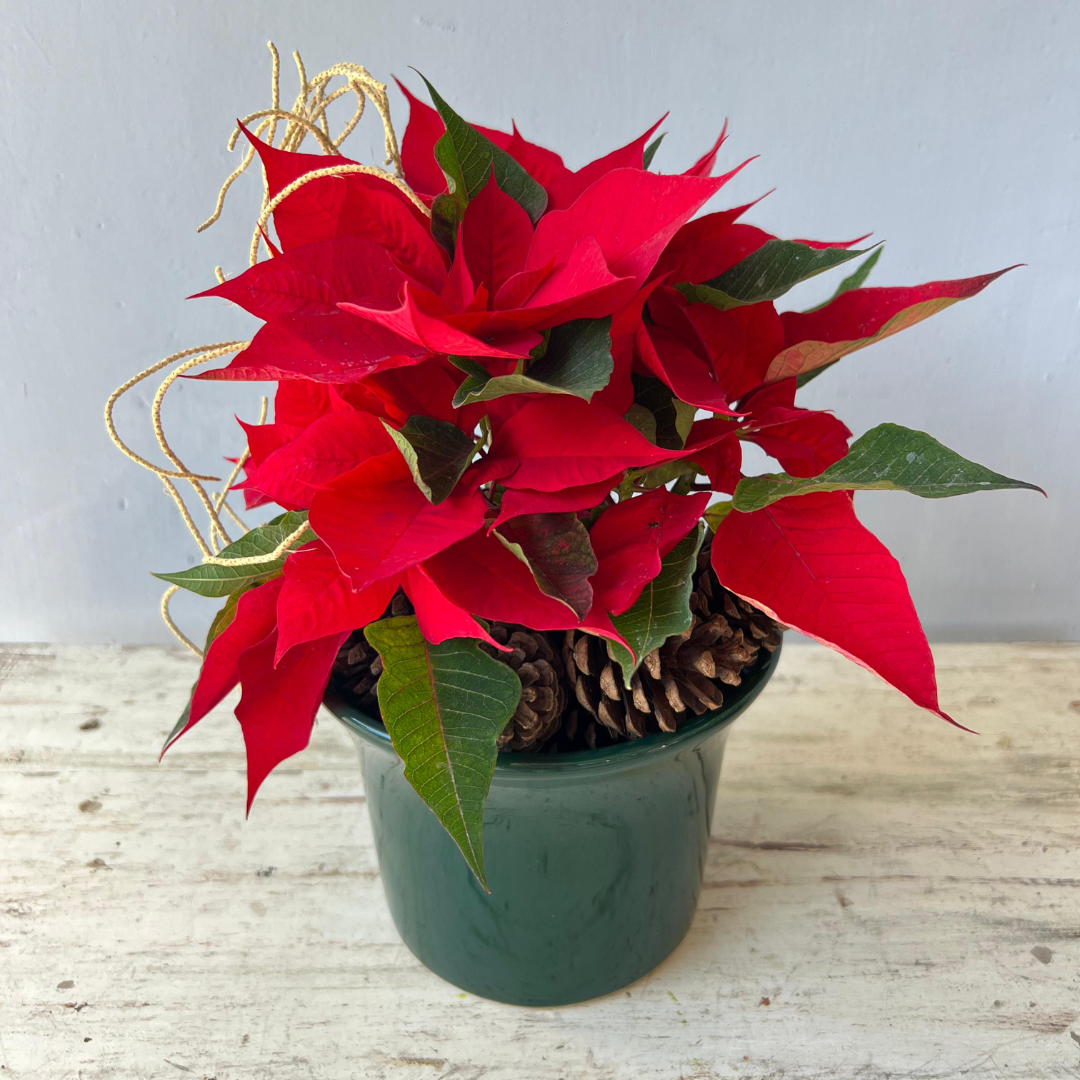 Campana Mediana Verde Navidad