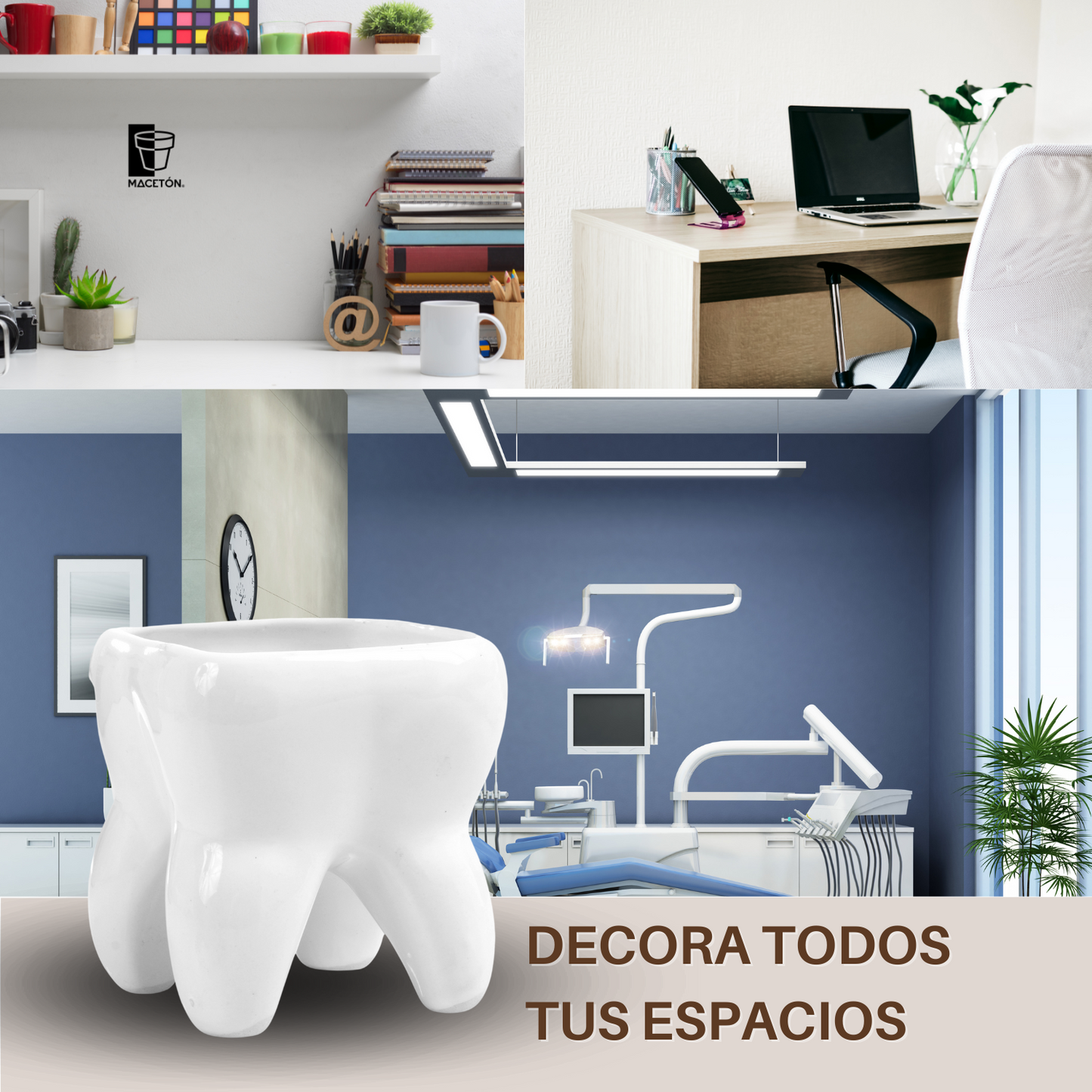 Muela Mediana Esmalte Blanco