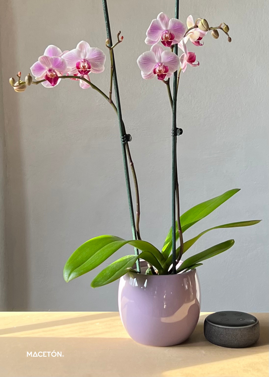 Paquete 12 Macetas Barril Chico