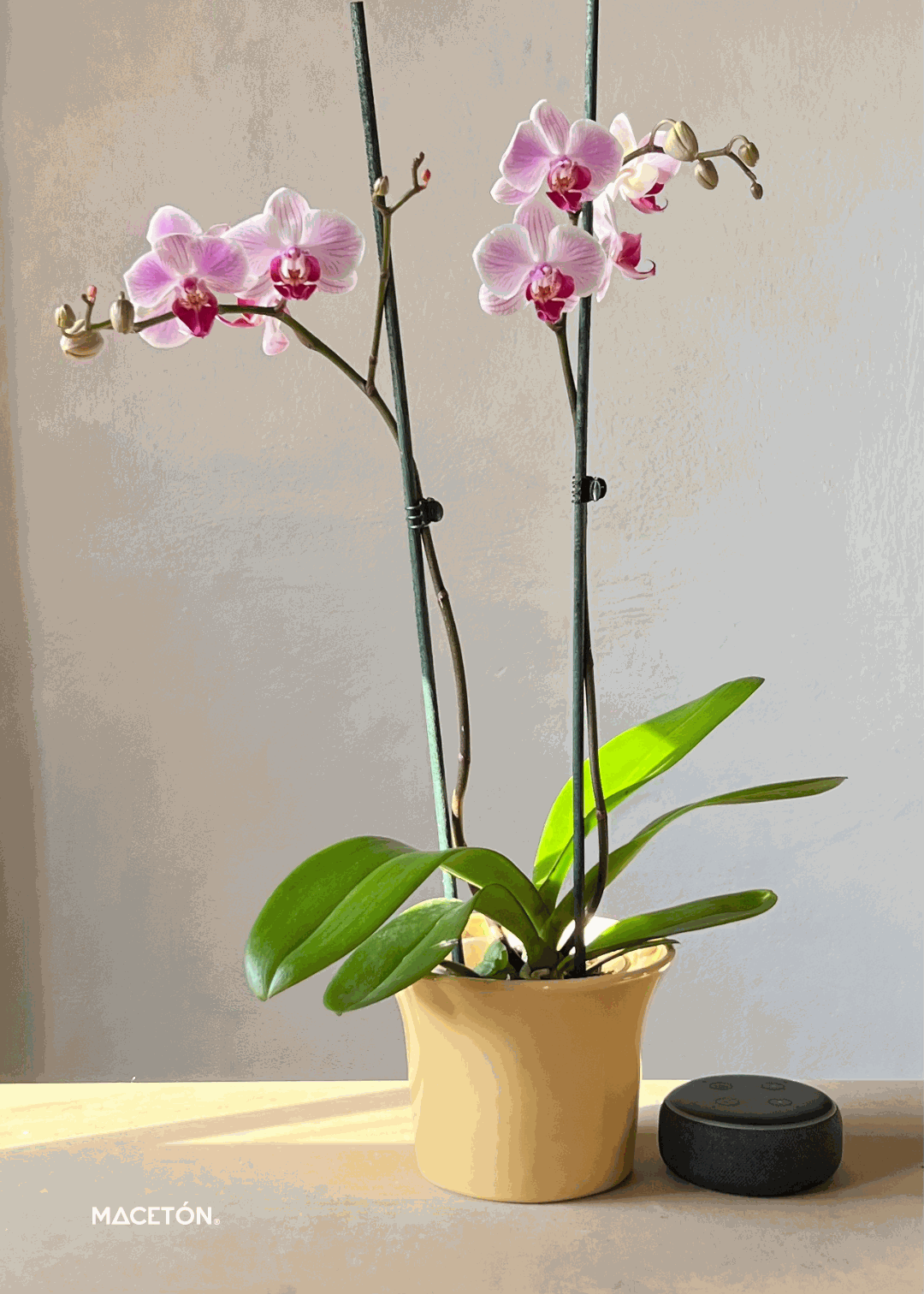 Paquete 12 macetas campana mediana cerámica esmaltada colores surtidos ideal para orquídeas 4 pulgadas