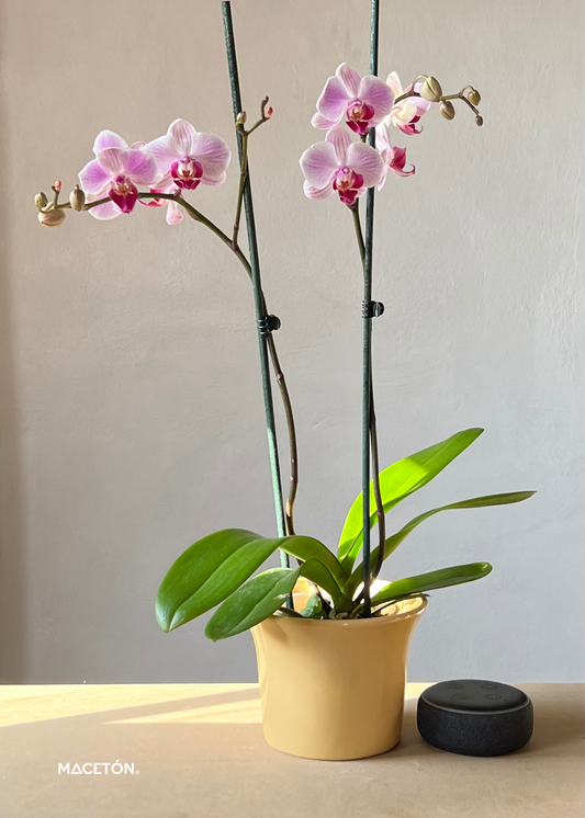 Paquete 12 Macetas Campana Mediana