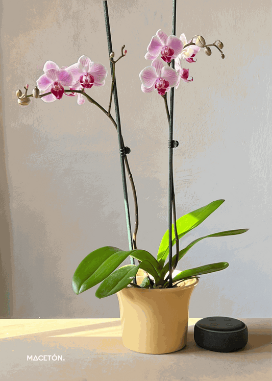 Paquete 12 macetas campana mediana cerámica esmaltada colores surtidos ideal para orquídeas 4 pulgadas