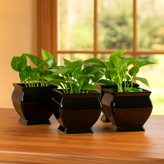 Paquete 10 Maceta Copa #1 Chica Negro