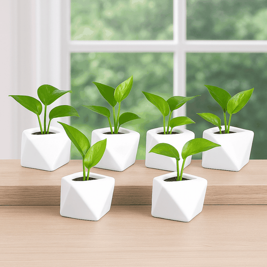 Paquete 10 macetas blancas triangulares de cerámica esmaltada con drenaje para plantas pequeñas