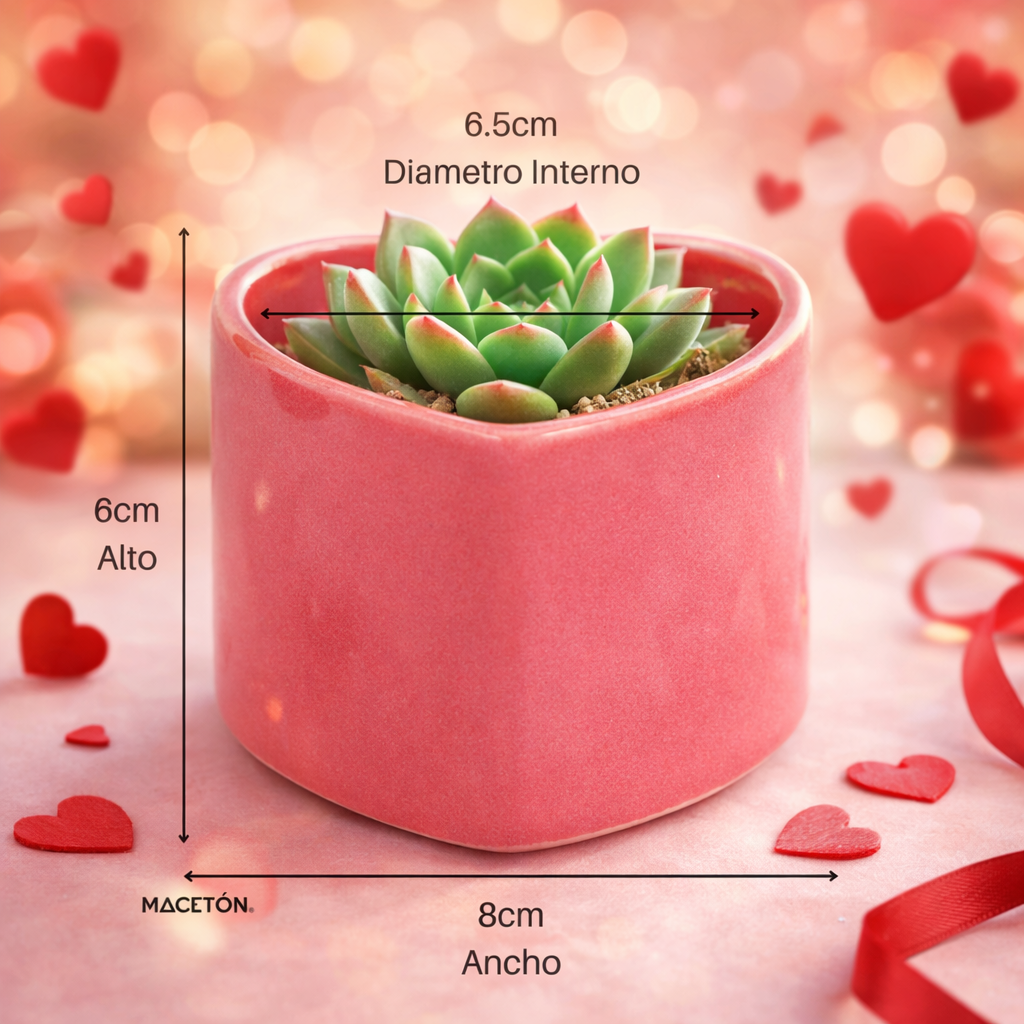 Paquete 10 Suculenta Corazón Rosa