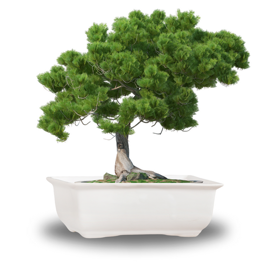 Maceta Cerámica Bonsai #2 Rectangular Esmalte Blanco