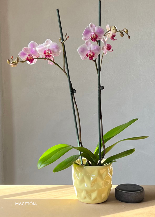 Paquete 12 Macetas Candy Chica