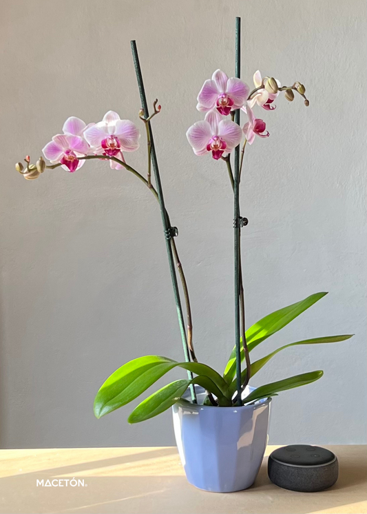 Paquete 12 Macetas Sofi