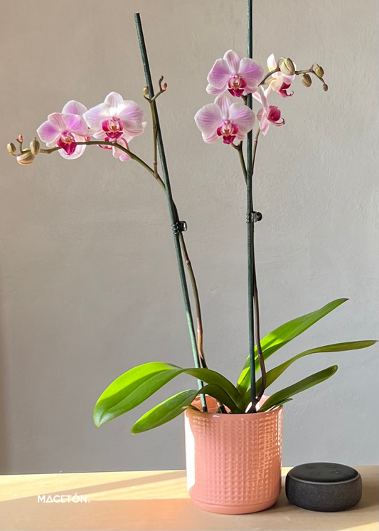 Paquete 12 Macetas Yute