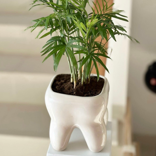 Muela Mediana Esmalte Blanco