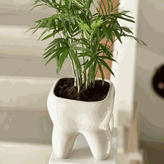 Muela Mediana
