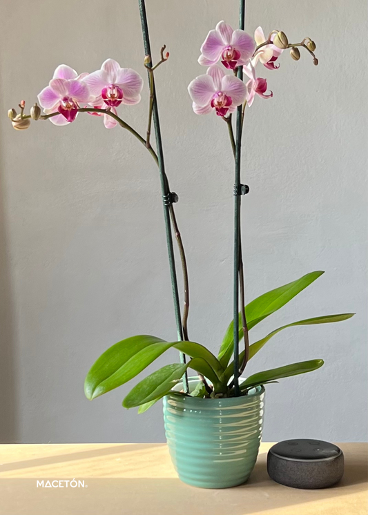 Paquete 12 Macetas Panal Chico