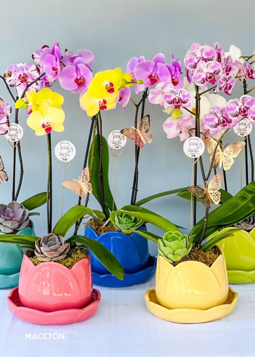 Paquete 6 Tulipan Grande con Plato Colores Surtidos