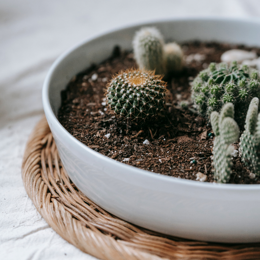 Terrario Redondo Blanco 9x23cm