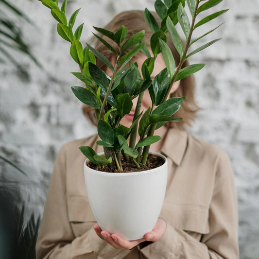 Cilindro Orquídea Esmalte Blanco #3 - maceton.com.mx