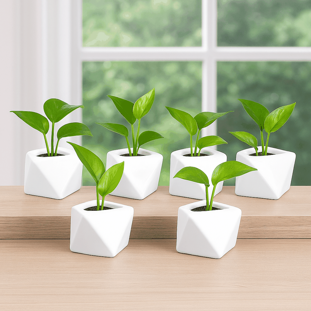 Beneficios de comprar al mayoreo para viveros y tiendas de decoración