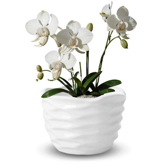 Nido Redondo Mediano Esmalte Blanco