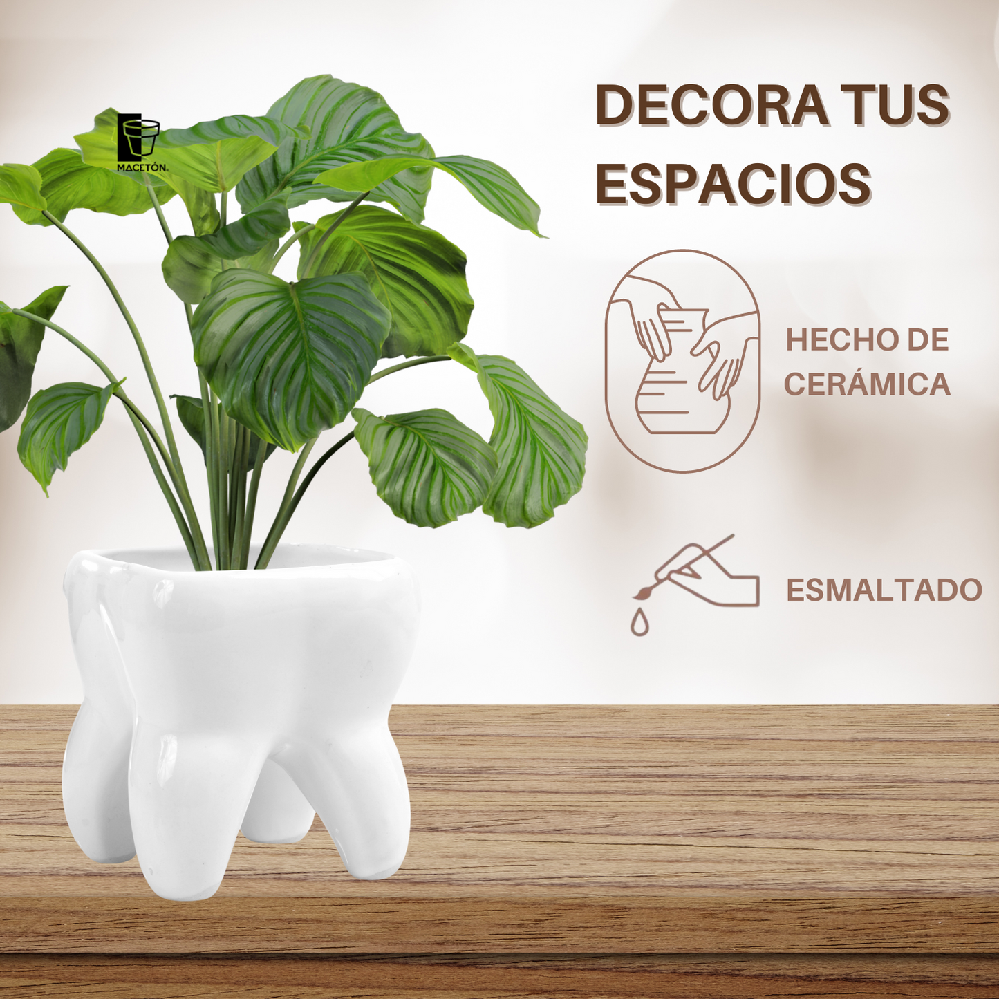 Muela Mediana Esmalte Blanco