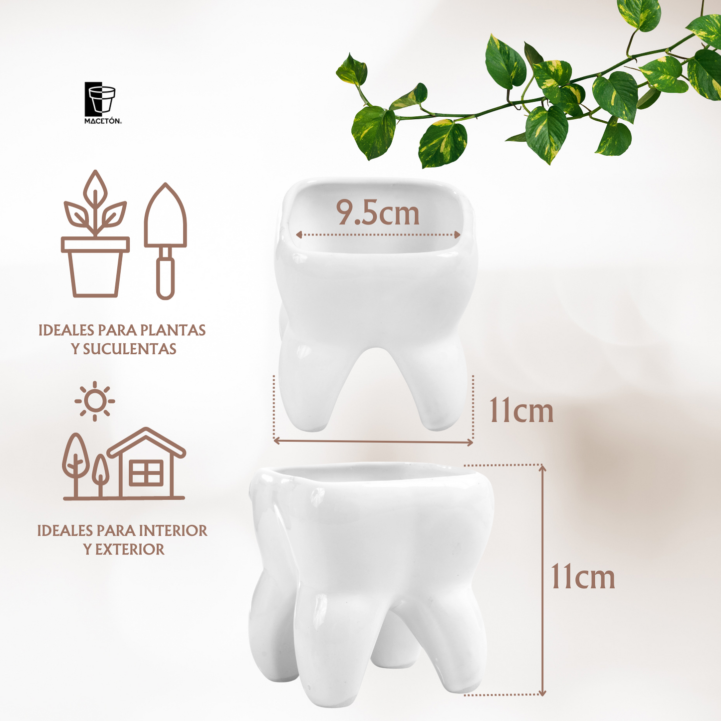 Muela Mediana Esmalte Blanco