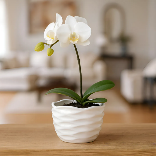 Maceta de cerámica Nido Redondo mediana esmaltada en blanco para orquídeas