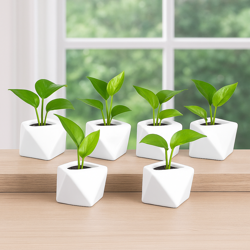 Paquete 10 Macetas Triangulares Blancas