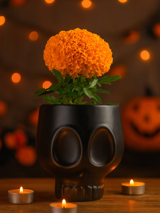 Copa Calavera Negro Mate