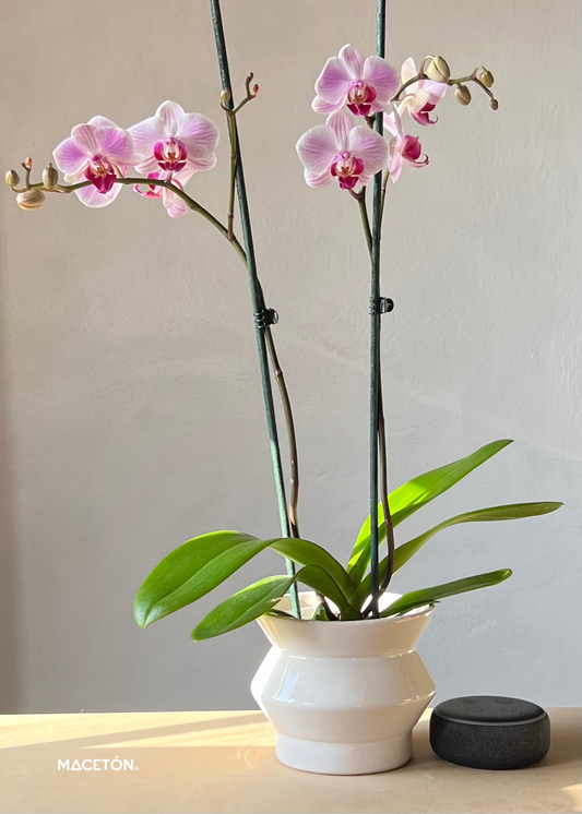 Paquete 12 Macetas Medio Pop