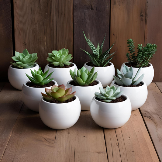 Paquete 50 Macetas Esfera Pecera Mini Ceramica