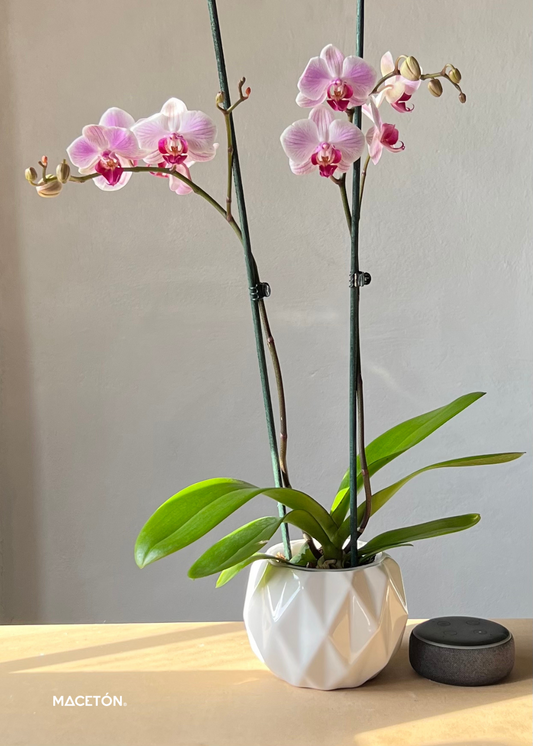 Paquete 12 Macetas Diamante #1 Chico