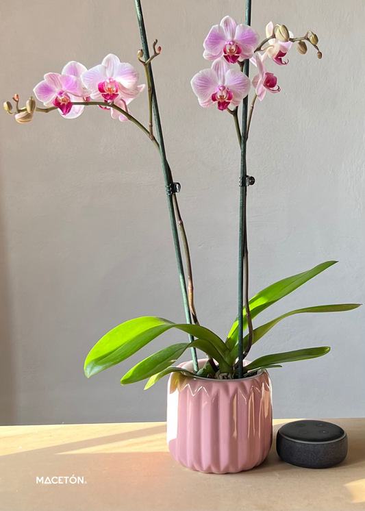 Paquete 12 Macetas Julia