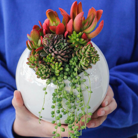 Pecera #6 Esmalte Blanco - maceton.com.mx